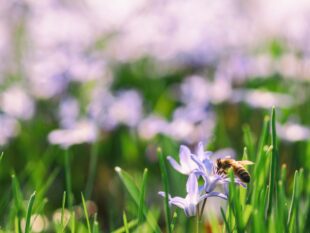 Image one is a photo of lilac crocuses with a bee on one in the foreground