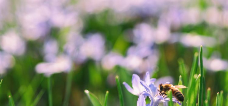 Image is a photo of lilac crocuses with a bee on one in the foreground