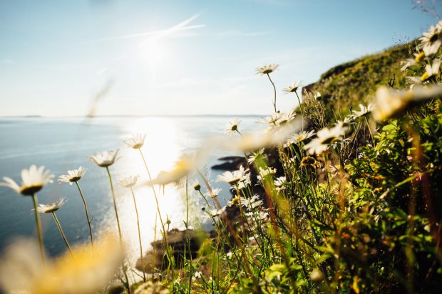 Image shows flowers growing on side of a cliff, going down to the sea