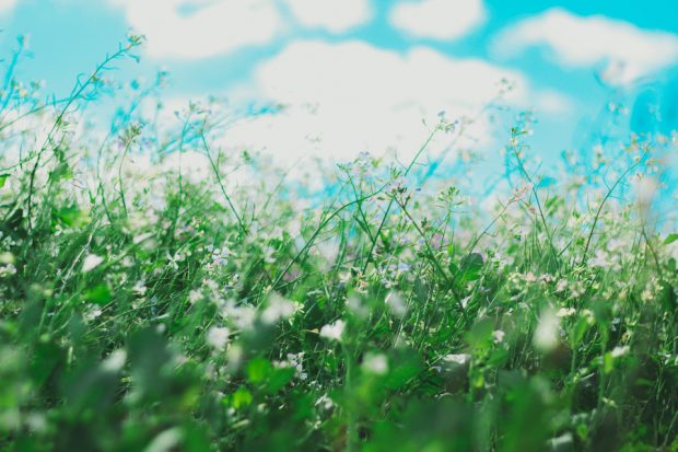 Photo of wild flowers. Bottom half of image is of a meadow of small, white flowers with blue sky, filled with large white fluffy clouds at the top